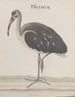 Histoire naturelle de Saint-Domingue Pl049 - René de Rabi — näkymä teoksesta