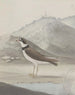 Histoire naturelle de Saint-Domingue Pl050 - René de Rabi — näkymä teoksesta