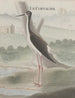 Histoire naturelle de Saint-Domingue Pl052 - René de Rabi — näkymä teoksesta