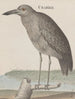 Histoire naturelle de Saint-Domingue Pl053 - René de Rabi — näkymä teoksesta