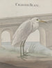 Histoire naturelle de Saint-Domingue Pl054 - René de Rabi — näkymä teoksesta
