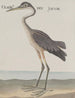 Histoire naturelle de Saint-Domingue Pl055 - René de Rabi — näkymä teoksesta