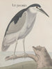 Histoire naturelle de Saint-Domingue Pl057 - René de Rabi — näkymä teoksesta