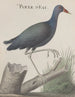 Histoire naturelle de Saint-Domingue Pl058 - René de Rabi — näkymä teoksesta