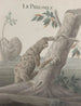 Histoire naturelle de Saint-Domingue Pl059 - René de Rabi — näkymä teoksesta