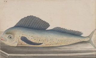 Ren de Rabi - Natural history of Saint Domingue Pl060.webp