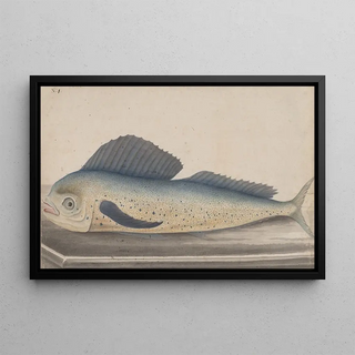 Ren de Rabi - Natural history of Saint Domingue Pl060.webp
