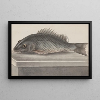 Ren de Rabi - Natural history of Saint Domingue Pl067.webp