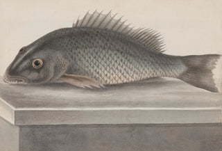 Ren de Rabi - Natural history of Saint Domingue Pl067.webp