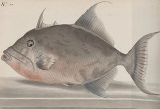 Ren de Rabi - Natural history of Saint Domingue Pl071.webp