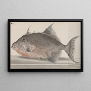 Ren de Rabi - Natural history of Saint Domingue Pl071.webp