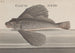 Histoire Naturelle de Saint-Domingue Pl076 - René de Rabi — näkymä teoksesta