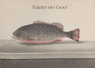 Ren de Rabi - Natural history of Saint Domingue Pl084.webp