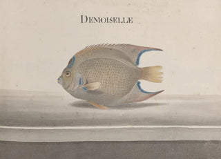 Ren de Rabi - Natural history of Saint Domingue Pl088.webp