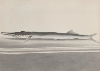 Ren de Rabi - Natural history of Saint Domingue Pl090.webp