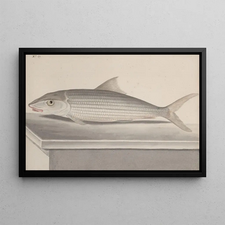 Ren de Rabi - Natural history of Saint Domingue Pl092.webp