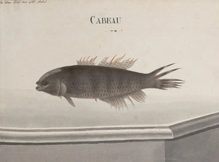 Ren de Rabi - Natural history of Saint Domingue Pl102.webp