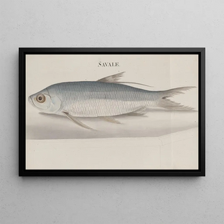 Ren de Rabi - Natural history of Saint Domingue Pl105.webp