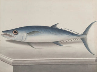 Ren de Rabi - Natural history of Saint Domingue Pl109.webp