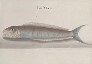 Ren de Rabi - Natural history of Saint Domingue Pl112.webp