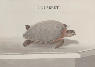 Ren de Rabi - Natural history of Saint Domingue Pl118.webp
