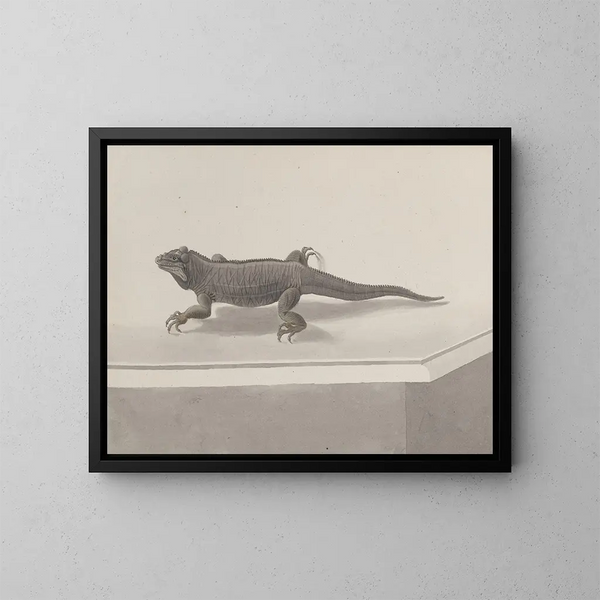 Histoire naturelle de Saint-Domingue Pl119 - René de Rabi — kehystetty taideteos seinällä