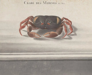 Ren de Rabi - Natural history of Saint Domingue Pl122.webp