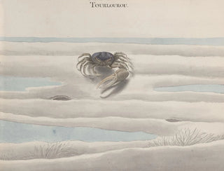 Ren de Rabi - Natural history of Saint Domingue Pl124.webp