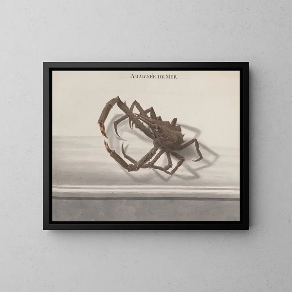 Histoire naturelle de Saint-Domingue Pl128 - René de Rabi — kehystetty taideteos seinällä