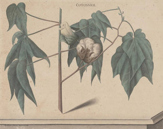 Ren de Rabi - Natural history of Saint Domingue Pl135.webp