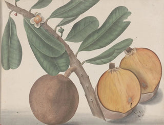 Ren de Rabi - Natural history of Saint Domingue Pl140.webp