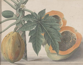 Ren de Rabi - Natural history of Saint Domingue Pl141.webp