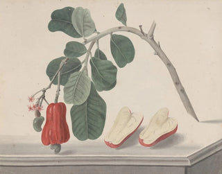 Histoire naturelle de Saint-Domingue Pl145 - René de Rabi — näkymä teoksesta