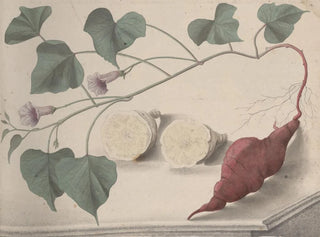 Histoire naturelle de Saint-Domingue Pl149 - René de Rabi — näkymä teoksesta