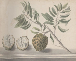 Ren de Rabi - Natural history of Saint Domingue Pl153.webp