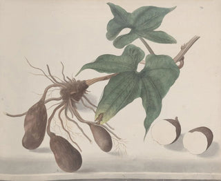 Ren de Rabi - Natural history of Saint Domingue Pl160.webp
