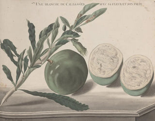 Ren de Rabi - Natural history of Saint Domingue Pl161.webp