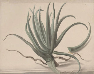Ren de Rabi - Natural history of Saint Domingue Pl163.webp