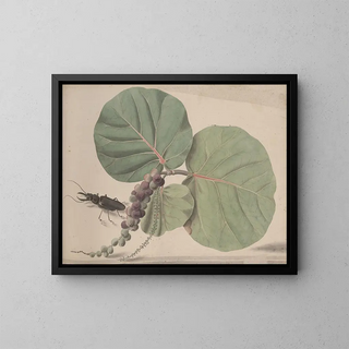Ren de Rabi - Natural history of Saint Domingue Pl166.webp