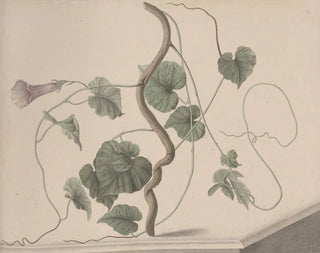 Ren de Rabi - Natural history of Saint Domingue Pl168.webp