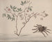 Histoire naturelle de Saint-Domingue Pl175 - René de Rabi — näkymä teoksesta