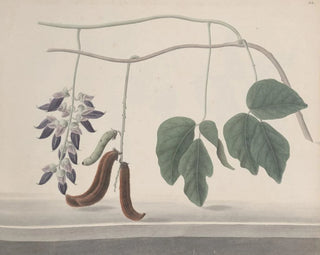 Ren de Rabi - Natural history of Saint Domingue Pl180.webp