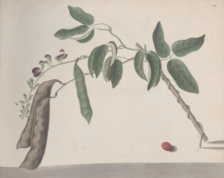 Histoire naturelle de Saint-Domingue Pl181 - René de Rabi — näkymä teoksesta