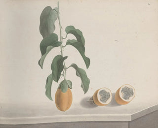 Ren de Rabi - Natural history of Saint Domingue Pl186.webp
