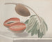 Histoire naturelle de Saint-Domingue Pl191 - René de Rabi — näkymä teoksesta