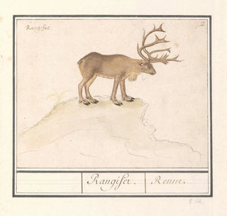 Renne Rangifer tarandus - Anselmus Botius de Boodt