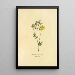 Richard Duppa - Lotus Major.webp