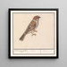 Ringmus Passer montanus - Anselmus Botius de Boodt — kehystetty taideteos seinällä