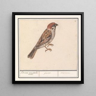 Ringmus Passer montanus - Anselmus Botius de Boodt