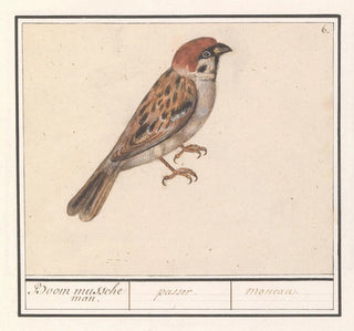Ringmus Passer montanus - Anselmus Botius de Boodt